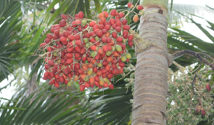  p>假槟榔(学名: i>archontophoenix alexandrae /i> (f. muell.) h.