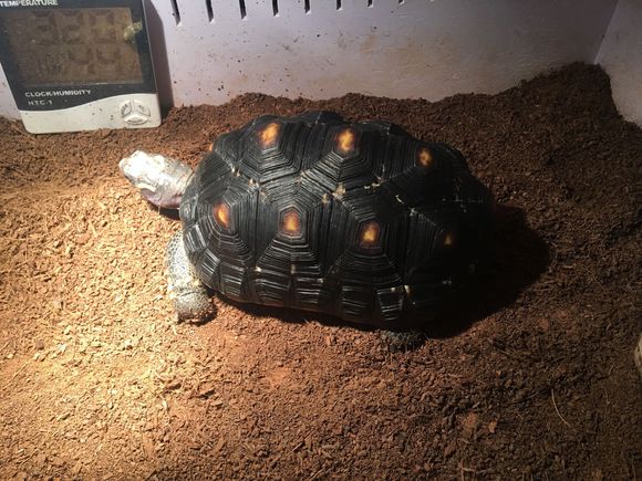  p>红腿陆龟(学名: i>geochelone carbonaria /i>), a target="_blank