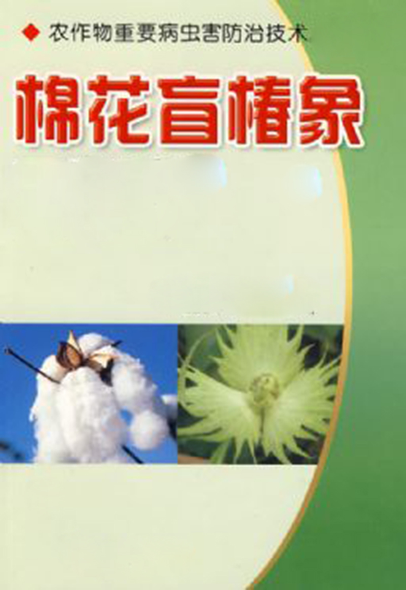 棉盲椿象对棉花的危害时间很长,从幼苗一直