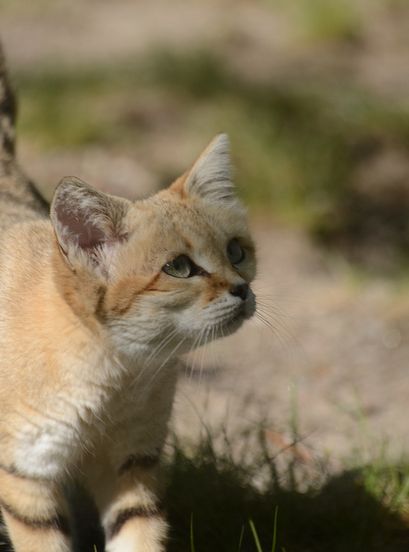  p>沙丘猫(学名: i>felis margarita /i>):是最小的 a target="_blank