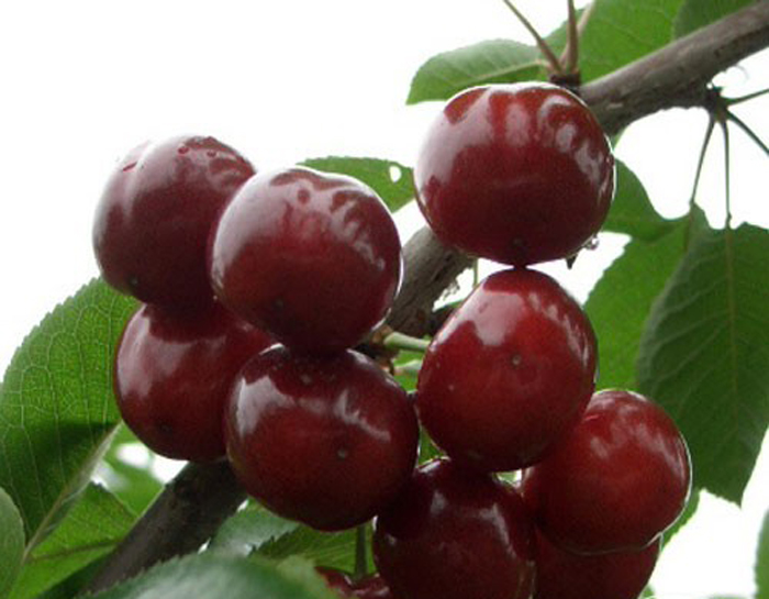  p>短梗尾叶樱桃,蔷薇目蔷薇科植物,落叶乔木或灌木;腋芽单生或三个并