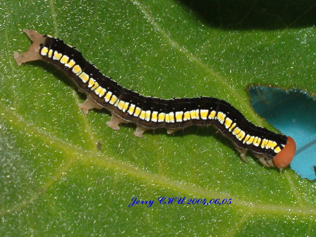  p>昆虫名,为鳞翅目,夜蛾科.