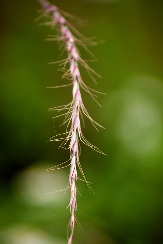  p>毒麦(学名: i>lolium temulentum /i> l.