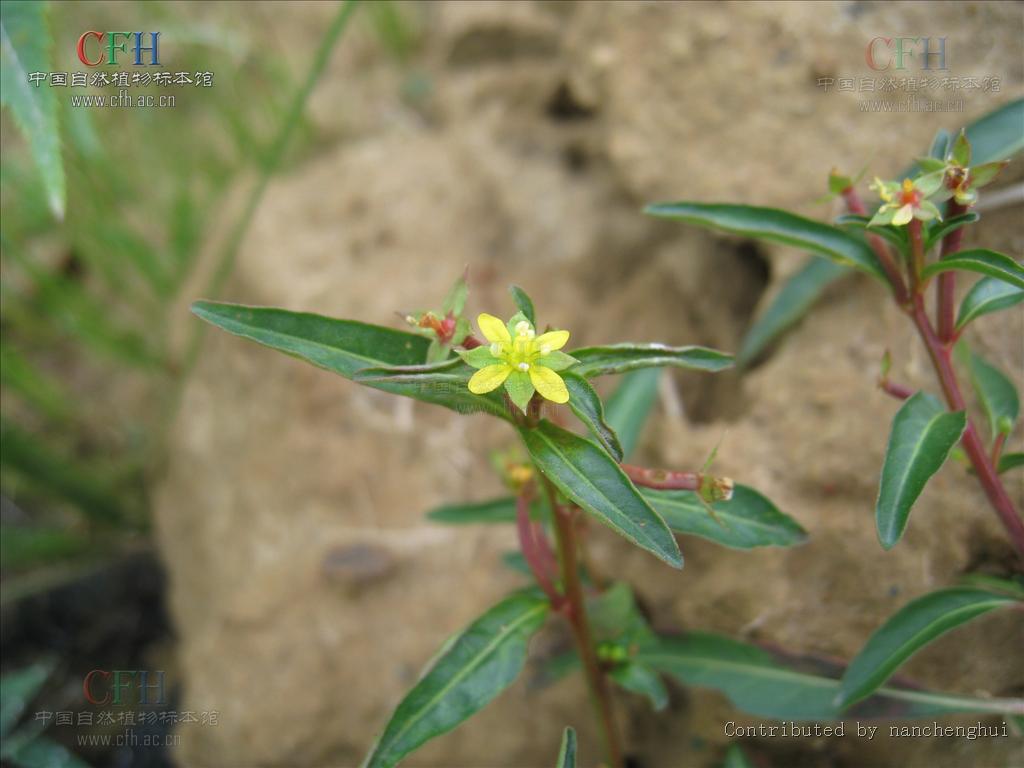  p> a href="#" data-lemmaid="7018313">假柳叶菜 /a>(学名:ludwigia