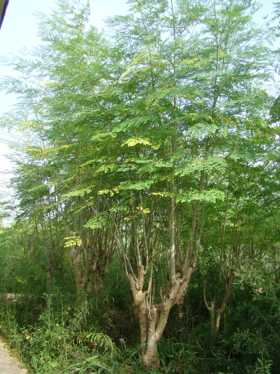  p>辣木树是多年生热带,亚热带落叶乔木,属被子门辣