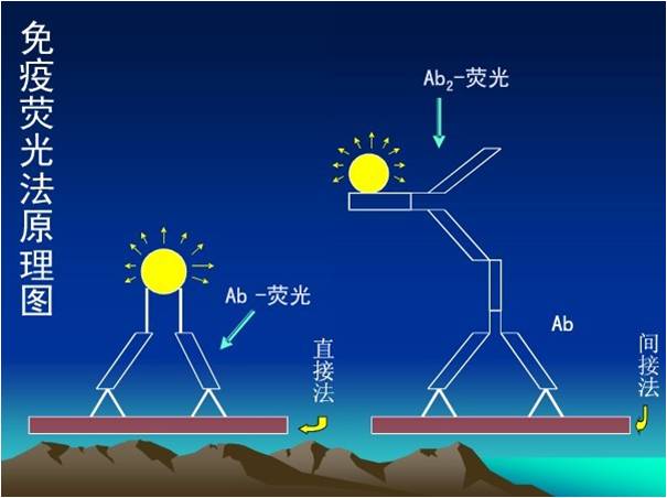  p data-id="gnwgz25deu">免疫荧光技术(immunofluorescence