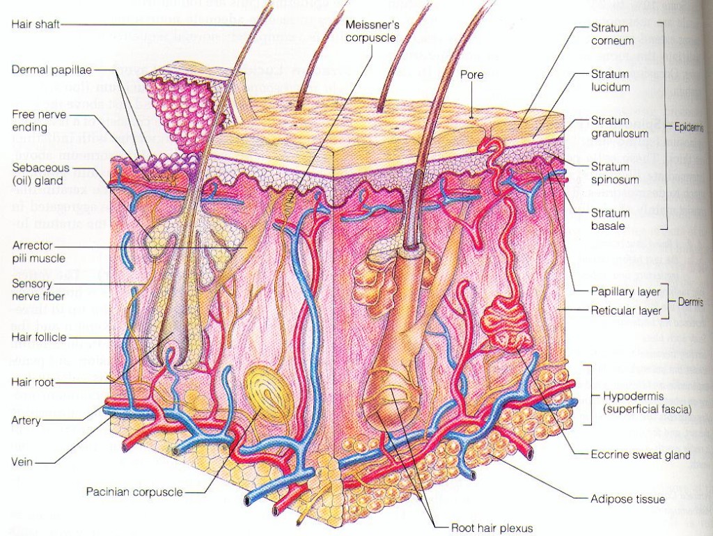 thymic corpuscle图片