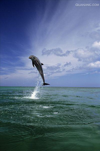 宽吻海豚