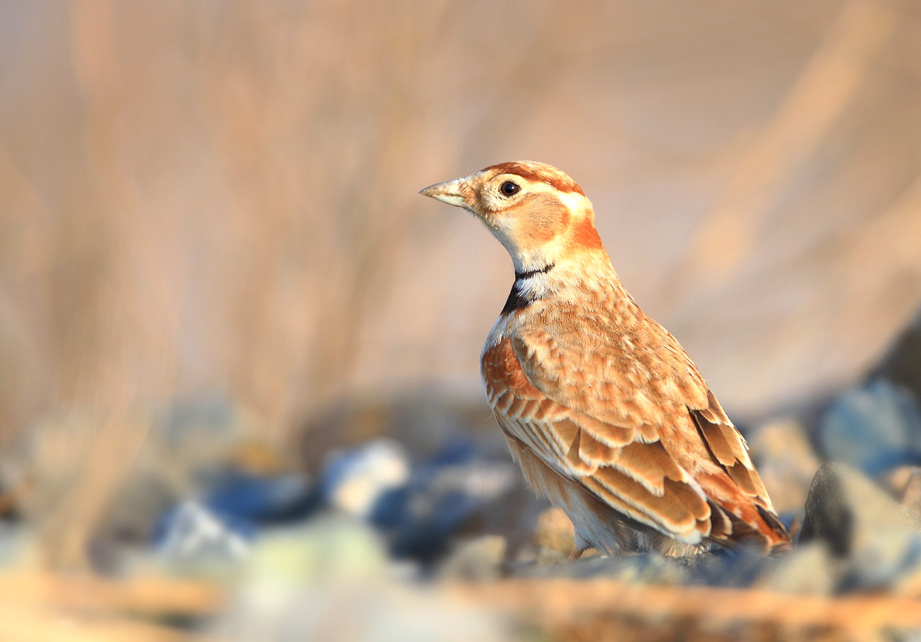 griseus /i>),是 a target="_blank" href="/item/百灵科/2755651"