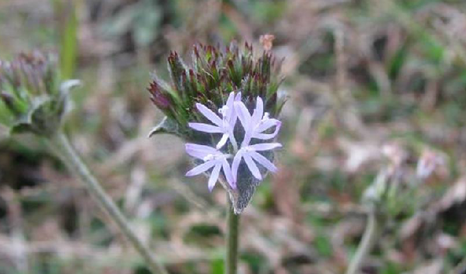  p>地胆草属(学名:elephantopus l.