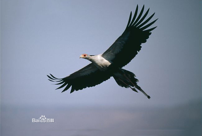  p>蛇鹫[shé, jiù],学名: i>sagittarius serpentarius  /i>(j. f.