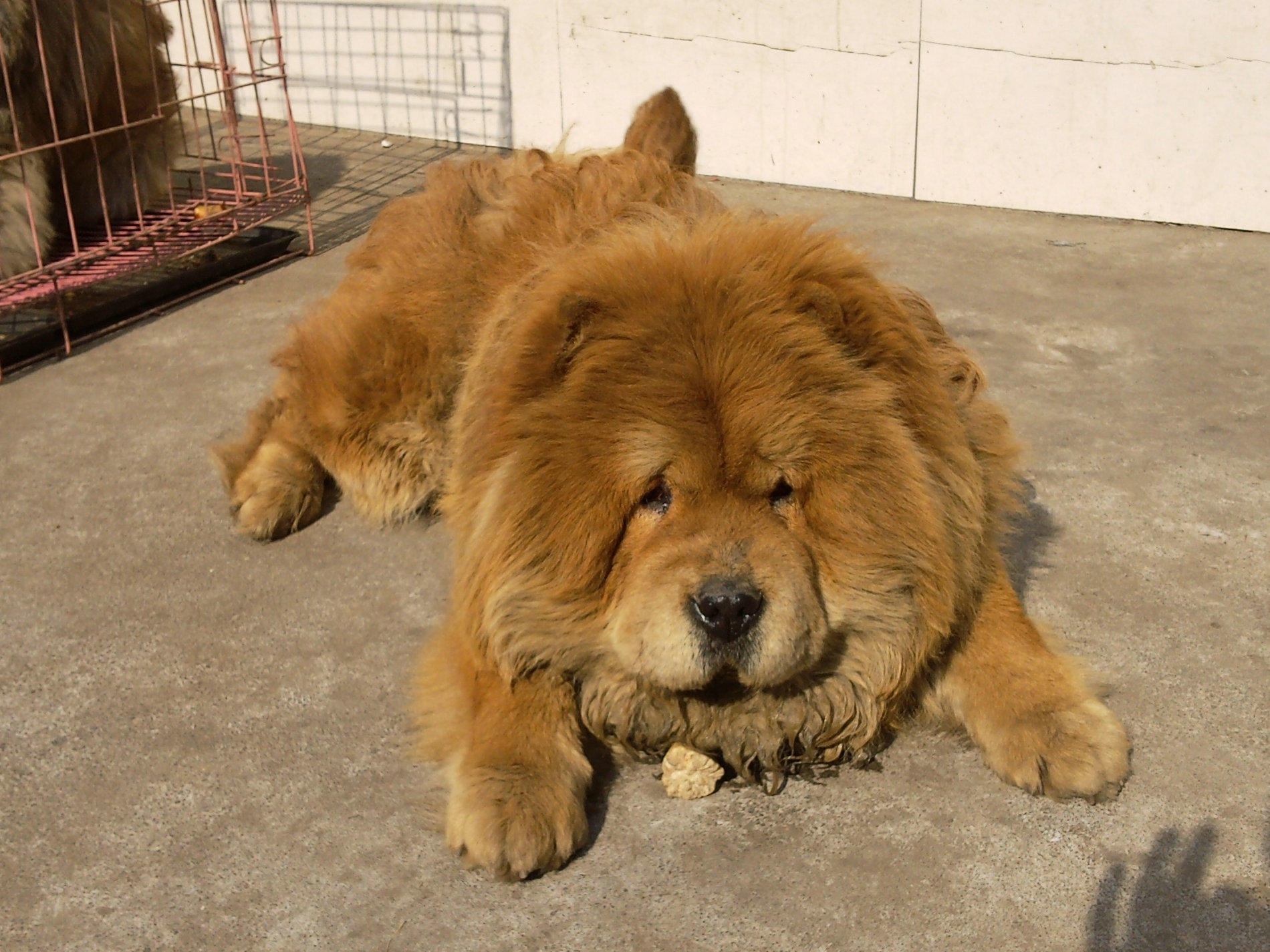  p data-id="gnt4ucamtm">松狮犬是一种非常时髦的宠物和守护犬,原产