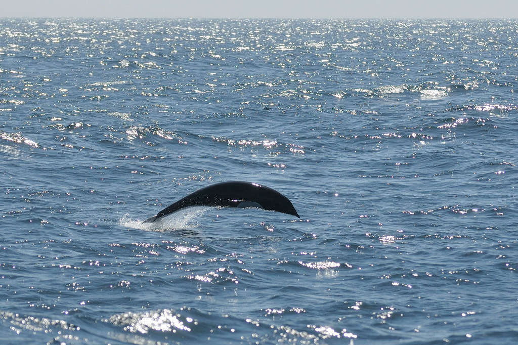  p>北露脊海豚(学名: i>lissodelphis borealis /i>)体型细长,向尾部