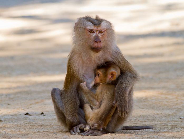  p>豚尾猴(学名: i>macaca leonina /i>):体长54-62厘米,体型较粗壮