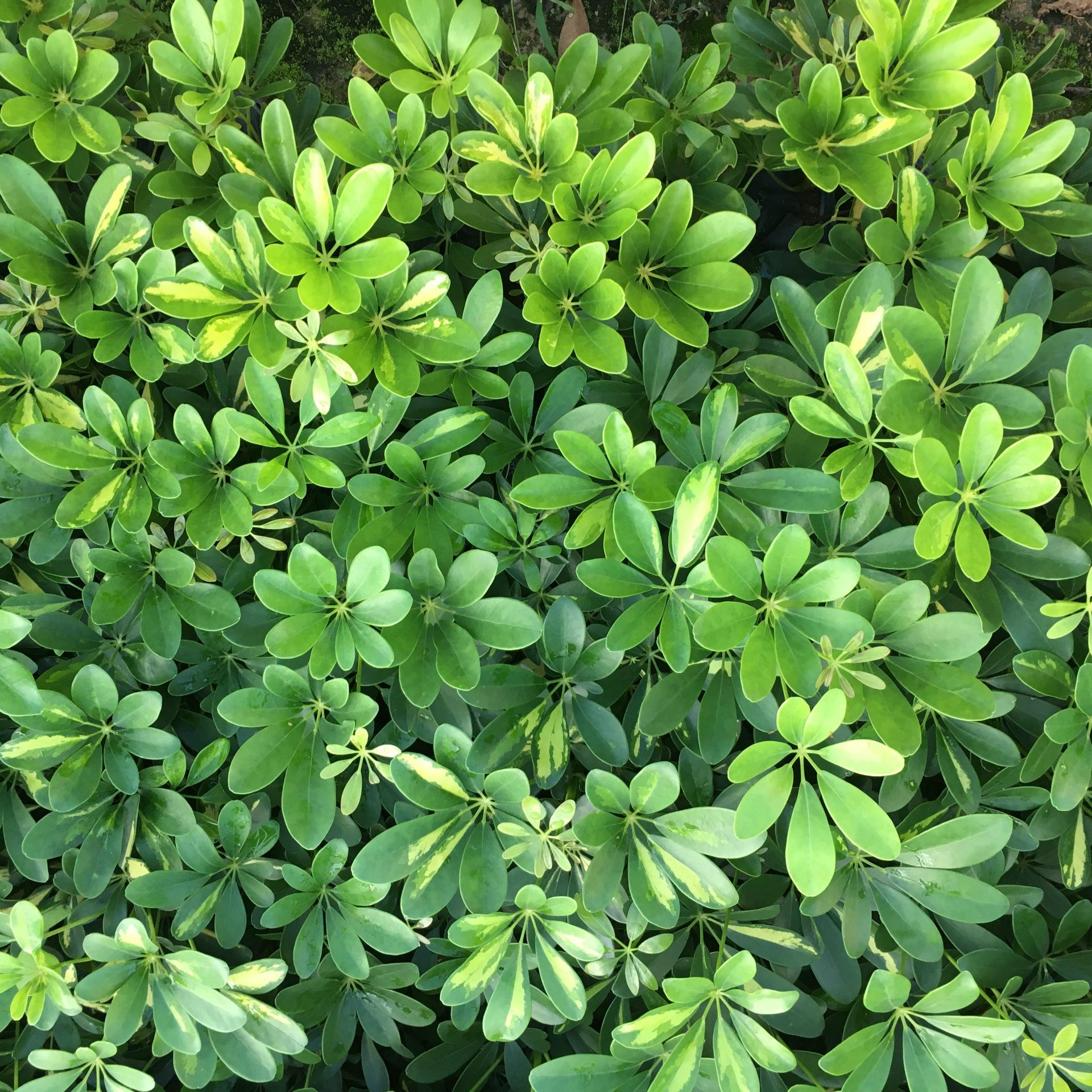 五加科,鹅掌柴属藤状灌木,叶柄纤细,圆锥花序顶生,花白色,花期7月