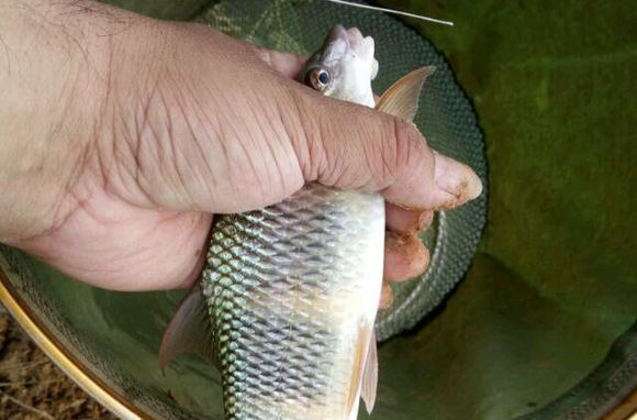  p>虹彩光唇鱼, a href="#" data-lemmaid="8074290">学名 /a>: i> /i