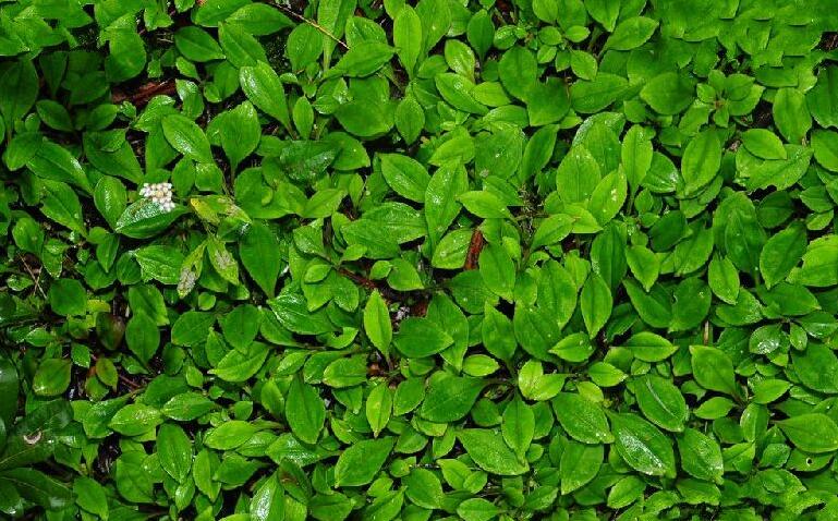  p data-id="gn7oooam4a">西藏香青( i>anapha