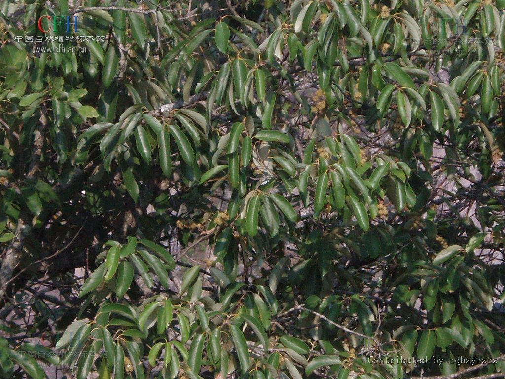 国家二级保护植物,是山毛榉目,壳斗科, a href="#" data-lemmaid="