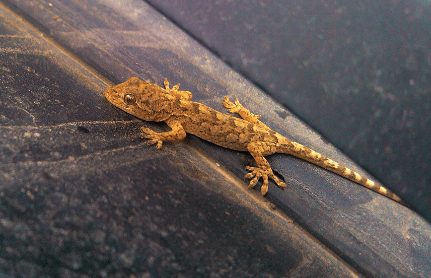  p>中国壁虎(学名:gekko chinensis)为 a href="#">壁虎科 /a>壁虎属