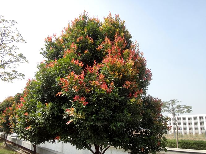  p>红鳞蒲桃(学名: i>syzygium hancei  /i>merr.