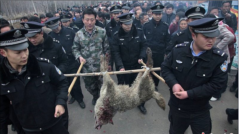 山东枣庄境内发生多起疑似狼的 a target="_blank" href="/item/野生