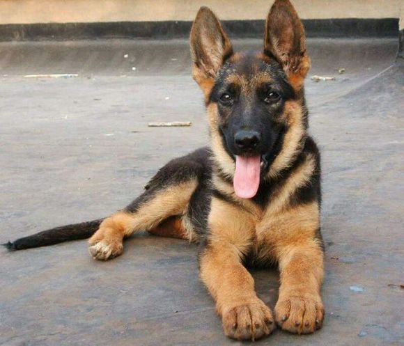  p>狼犬即狼形犬,犬的一类品种.