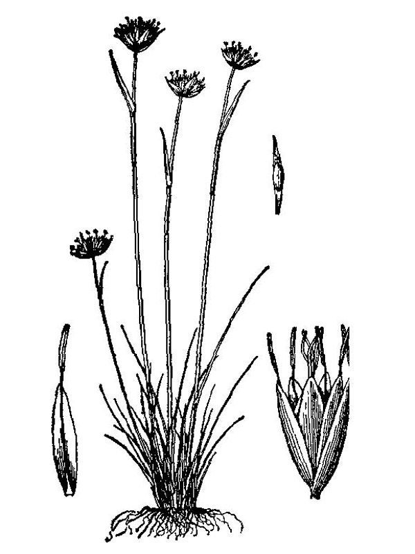  p>长柱灯心草(学名:juncus longistylus a.