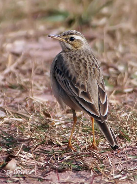  i>anthus richardi /i>)是雀形目鹡鸰科鹨属的 a href="#">鸟类 /a>