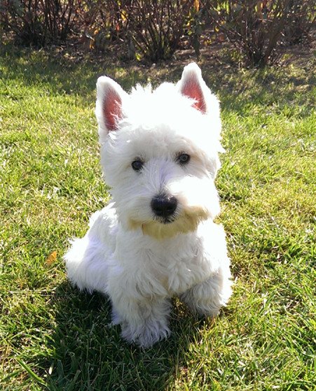  p>西高地白梗是一种小体型,爱玩的,坚定的 a href="#" data-lemmaid=