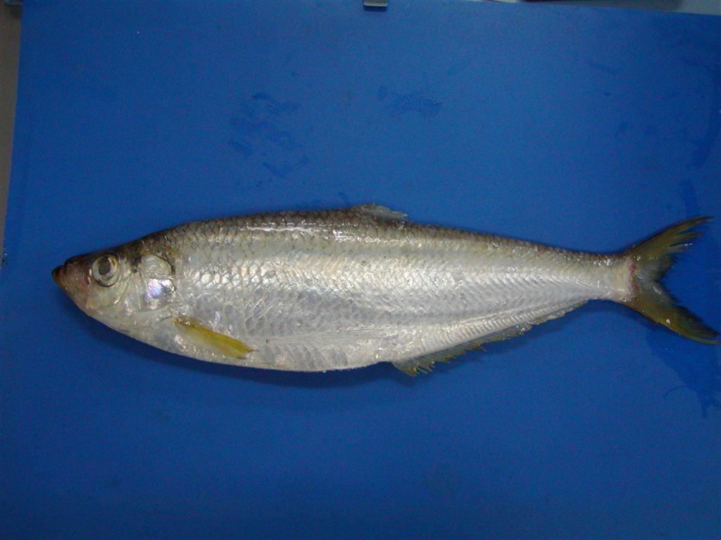 id="gnau8nad5l">鰳(学名:ilisha elongata)是鲱科,鳓属鱼类