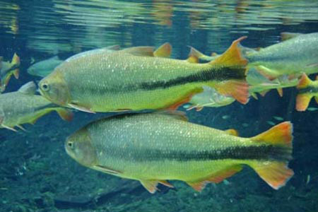  p data-id="gmwyh5sf6p">大鳞石脂鲤(brycon hilarii)又称红尾河虎