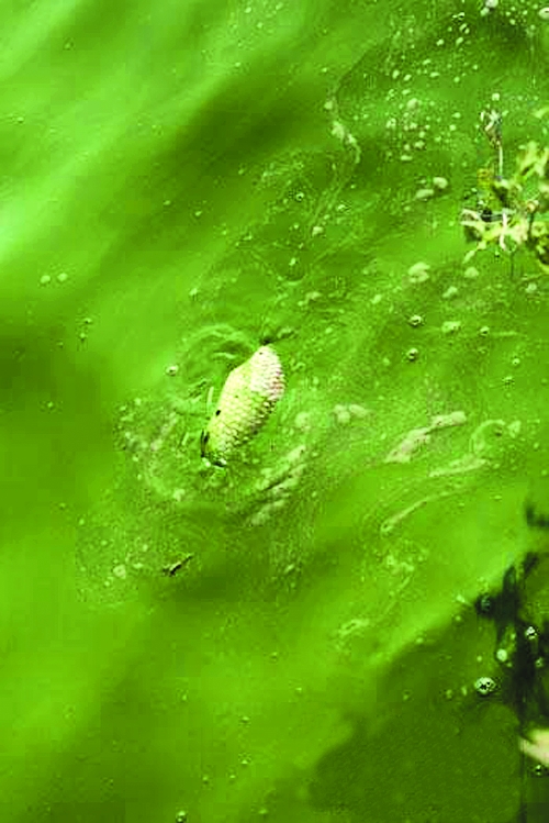 ="5267149">浮游藻类 /a>,包括蓝藻门 ,绿藻门,硅藻门,金藻门,黄藻门