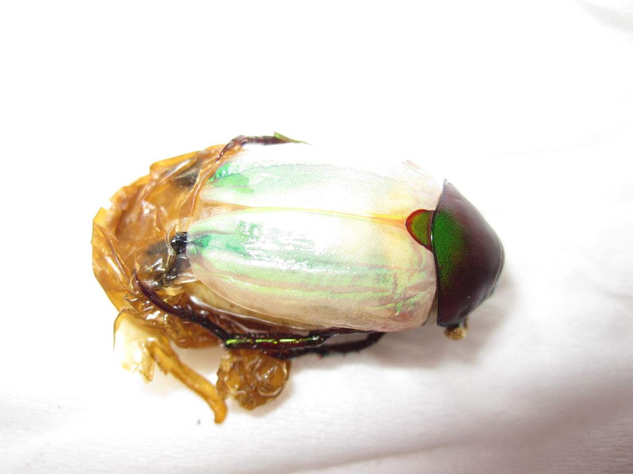  p>铜绿异丽金龟(anomala corpulenta)是 a href="#" data-lemmaid="