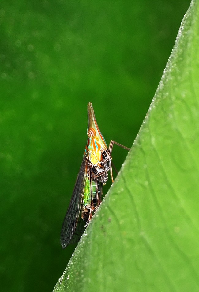 中华象蜡蝉