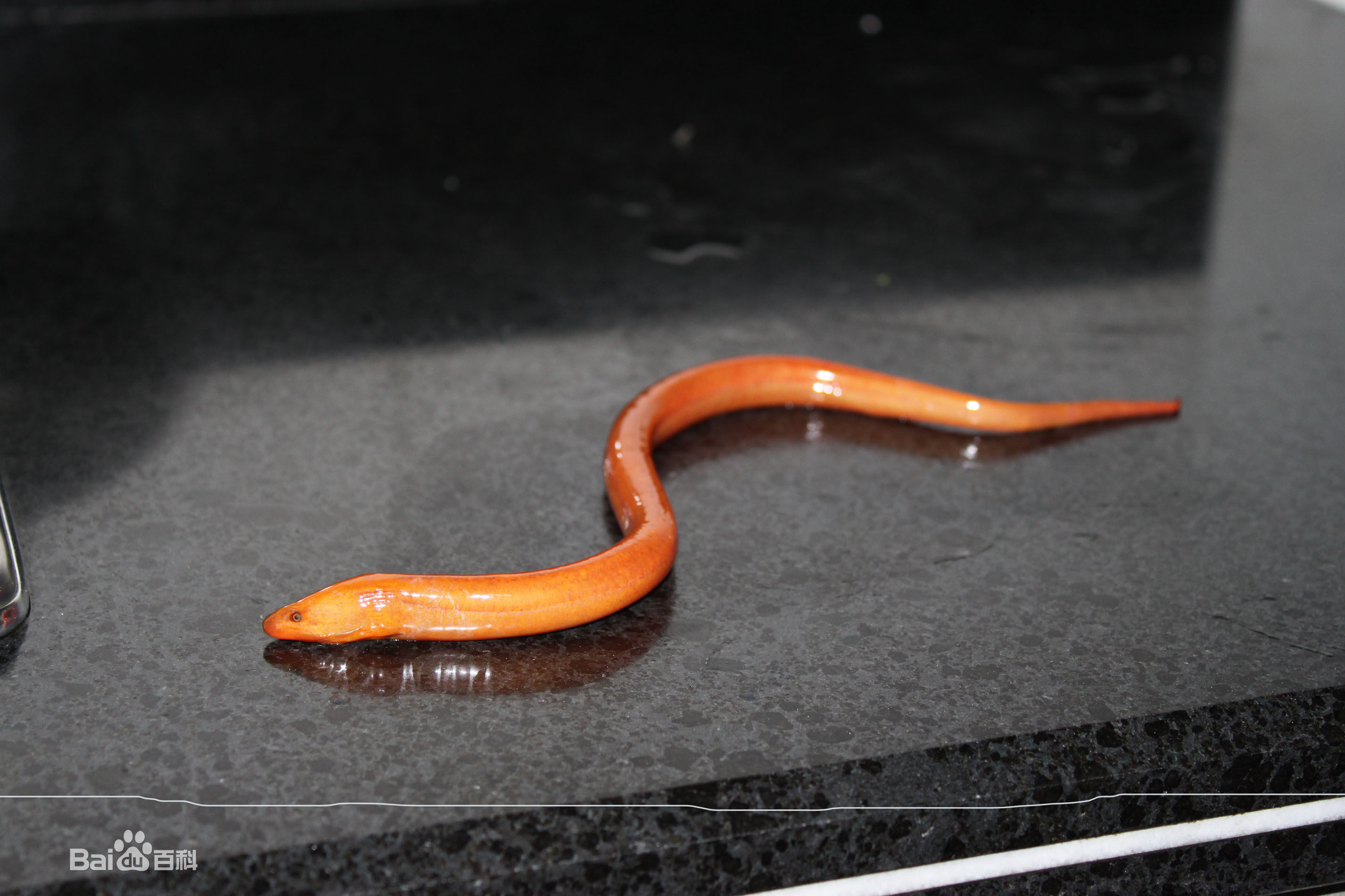  p>鳗鱼,别名白鳝, a target="_blank" href="/item/白鳗/7228555"