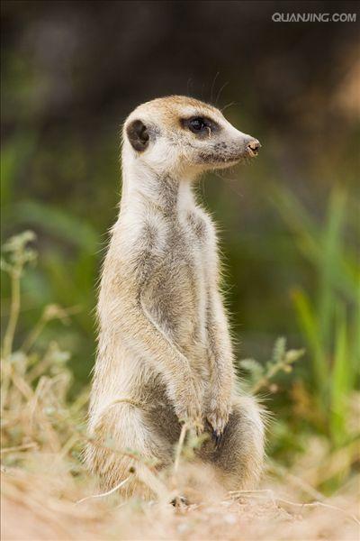 slender-tailed meerkat