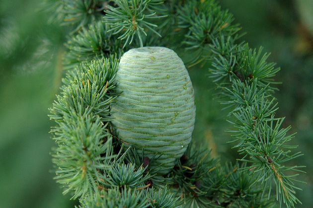  p>大西洋雪松(学名: i>cedrus atlantica /i>),为 a href="#" data