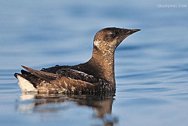  p>斑海雀(学名: i>brachyramphus marmoratus /i>):为中小型 a href=