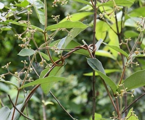  p>马莲鞍属( a href="#" data-lemmaid="8074290">学名 /a>:strepto