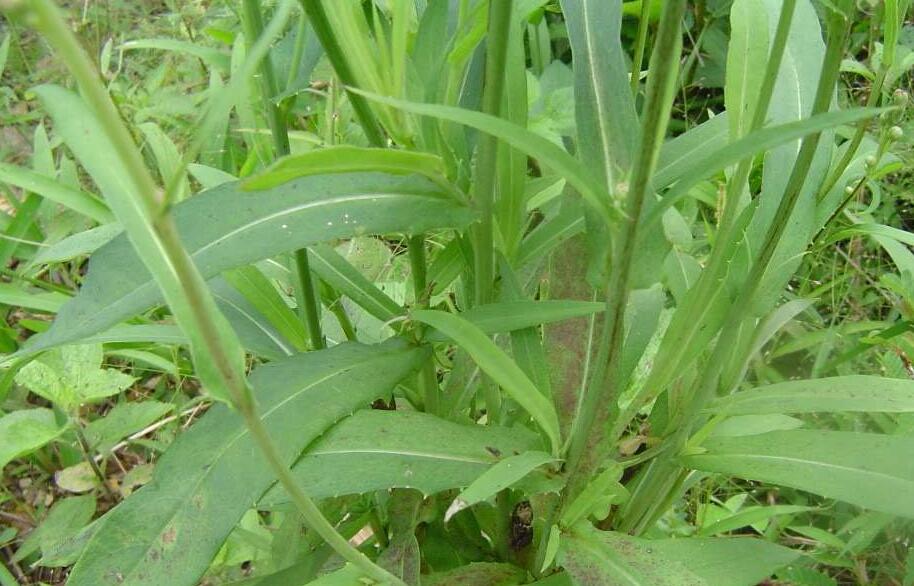  p>菊叶鱼眼草,为 a href="#" data-lemmaid="2931005">鱼眼草属 /a>