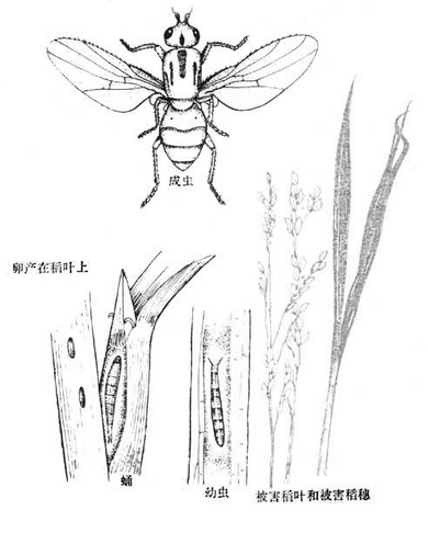  p data-id="gnbc0e2sdd">稻秆蝇又称稻秆潜蝇, a target="_blank"