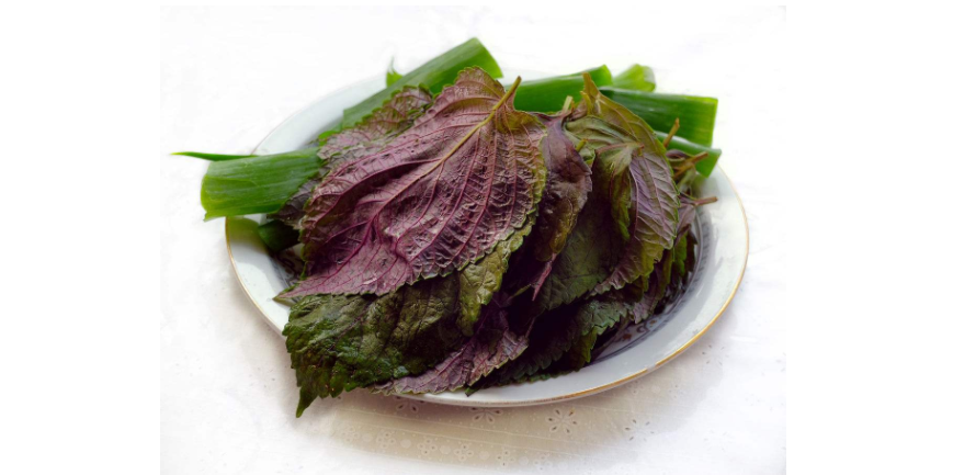 紫苏叶的功效与禁忌 不得不知 百科ta说