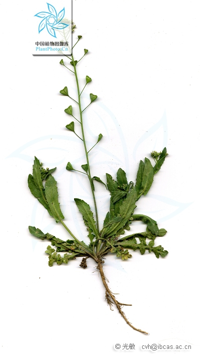 荠属_百度百科
