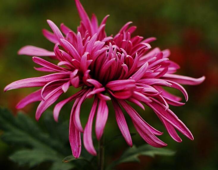  p data-id="tzaixdfey49y">紫菊( i>notoseri