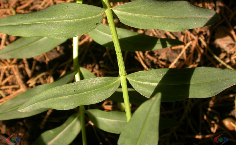  p>对叶黄精(学名:polygonatum oppositifolium)是百合科黄精属具根状