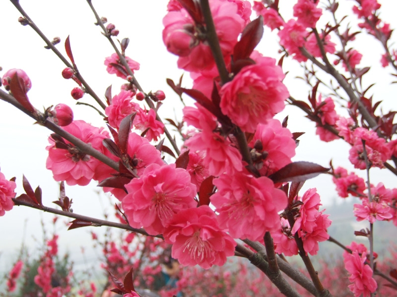  p>绛桃(群芳谱) f. camelliaeflora (van houtte) dipp.