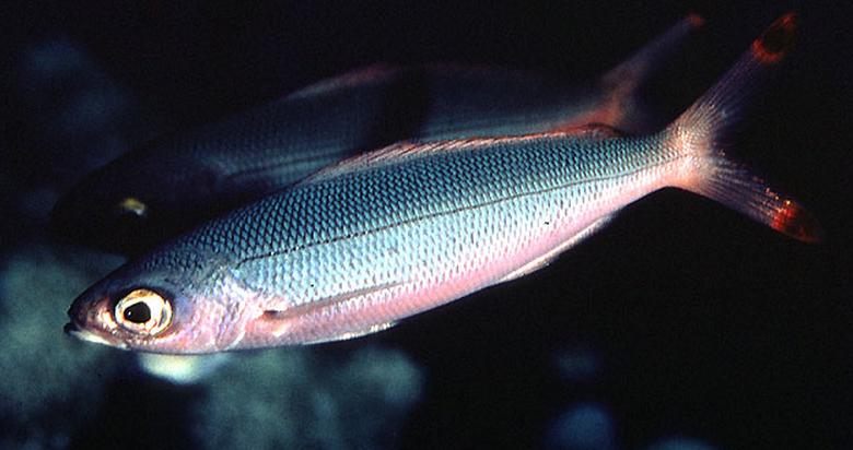 一种暖水性近海 a target="_blank" href="/item/中上层鱼类/7891725"