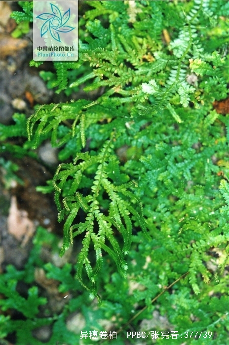  p>异穗卷柏,中药名.