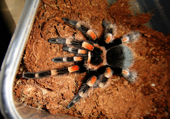  p> span class="ref" data-ctrid="2kpoonpjork">墨西哥红膝鸟蛛