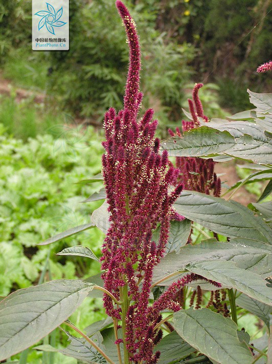  p>千穗谷( i>amaranthus hypochondriacus  /i>l.